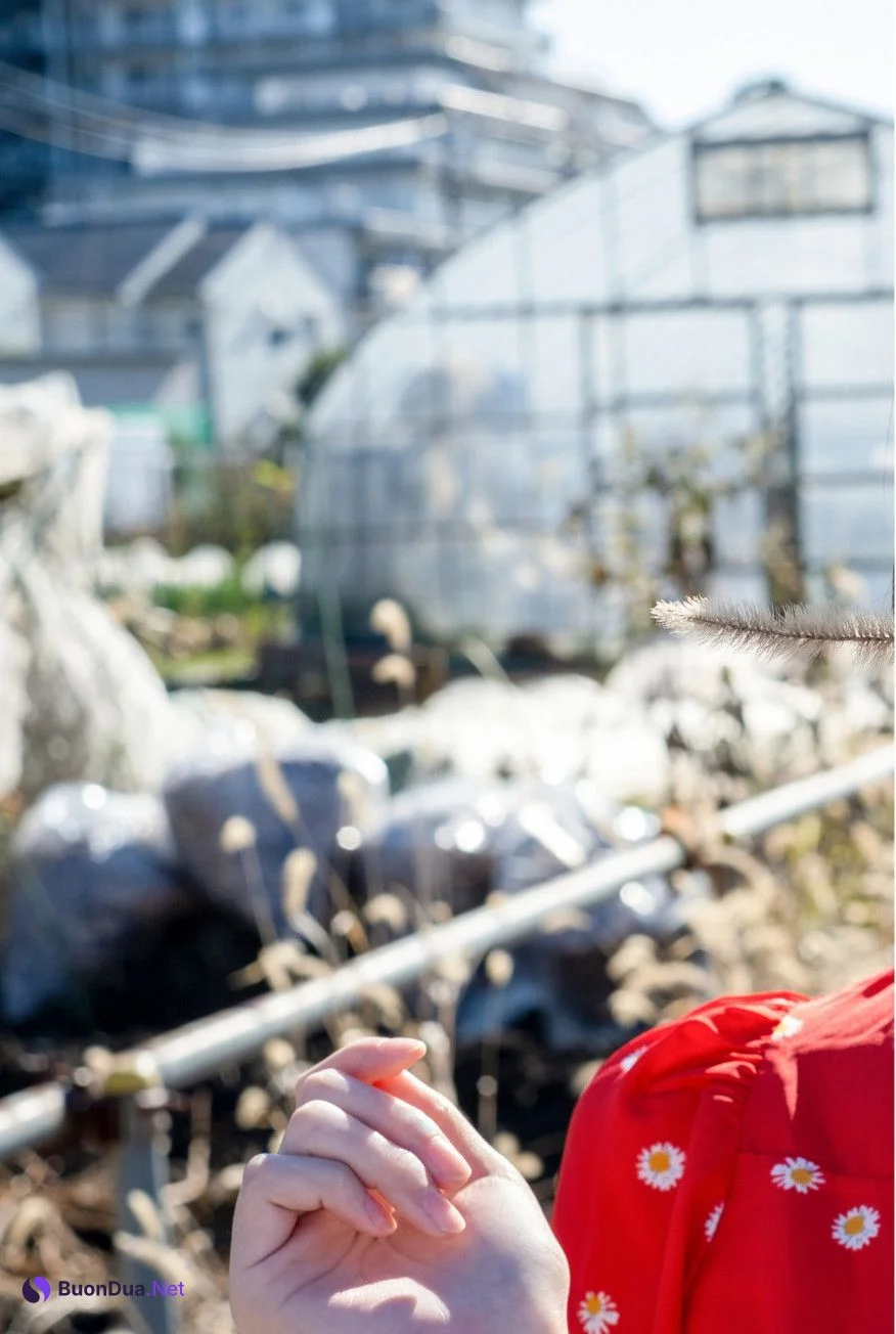 Hinako Mori 森日向子, 公式グラビア写真集 青春 #アオハル Set.03 - 写真 5
